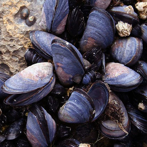 Mussels With White Balsamic Vinegar