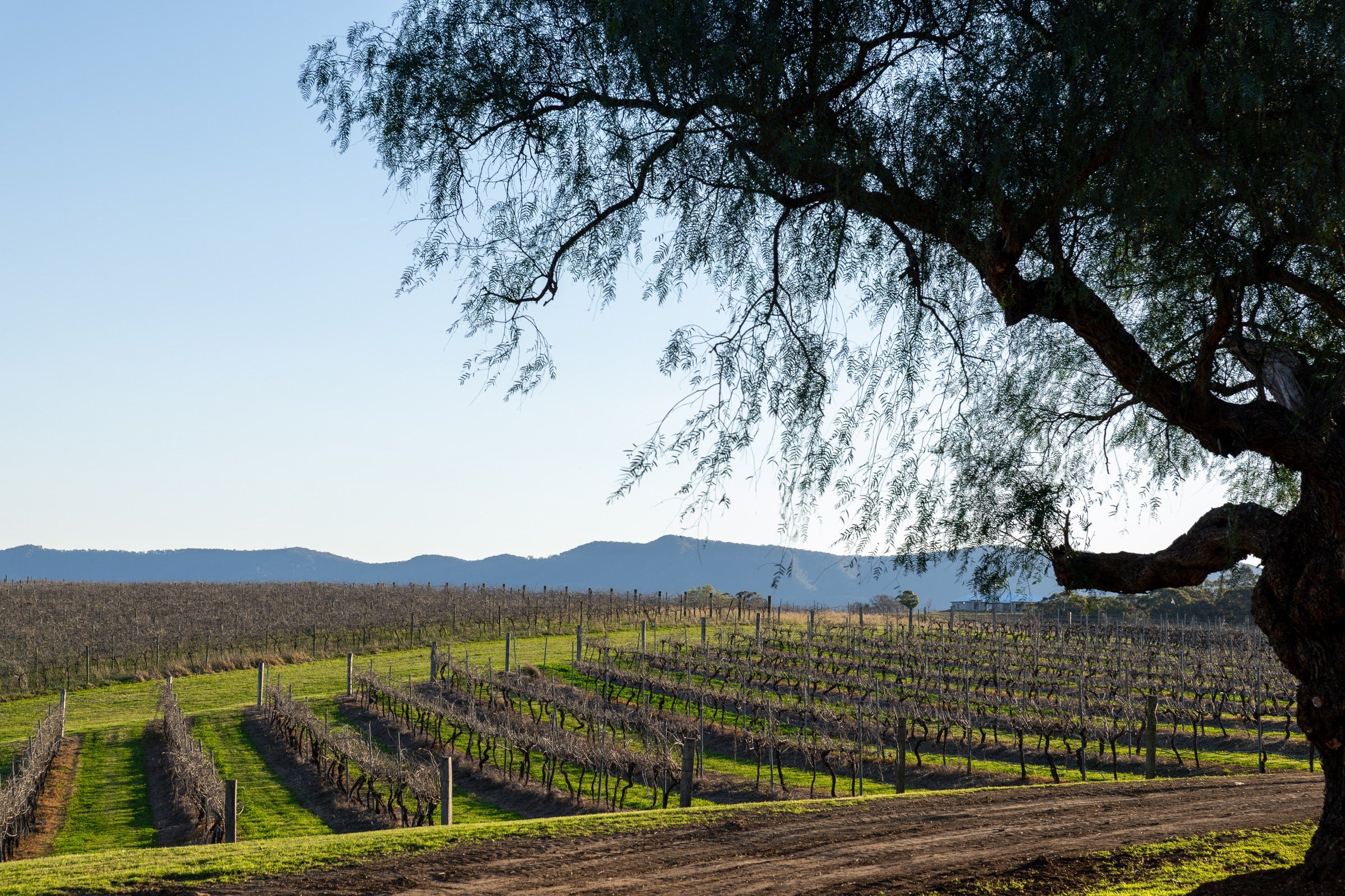 Hunter Valley vineyard near Pukara Estate Pokolbin