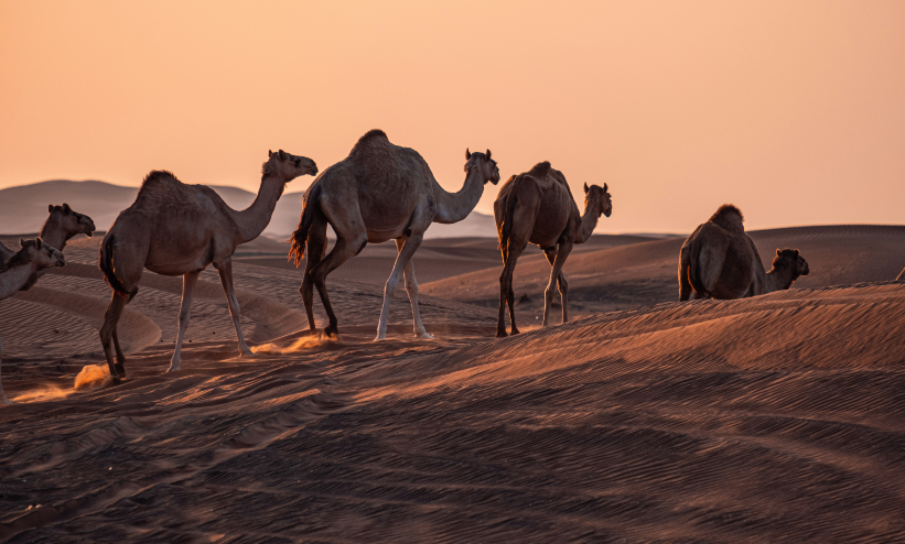 Camel Milk