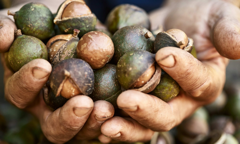 Macadamia Nut Oil