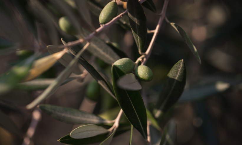 Olive Oil