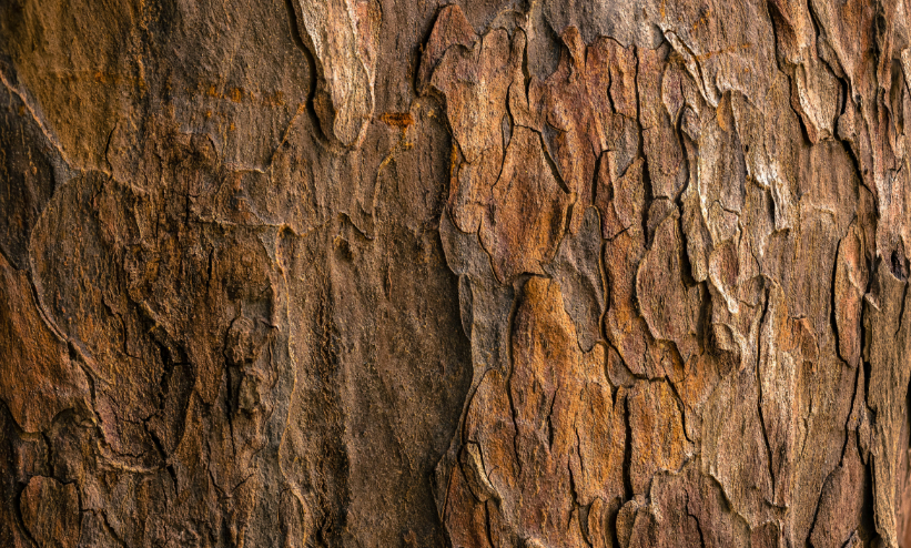 Sandalwood Essential Oil